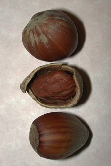 Nut - a single seeded hard indehiscent fruit [hazelnut; Betulaceae]